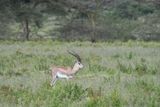 Lake Nakuru PB-100_01.JPG