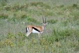 Lake Nakuru PB-101_01.JPG