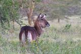 Lake Nakuru PB-104_01.JPG