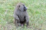 Lake Nakuru PB-105_01.JPG