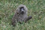 Lake Nakuru PB-106_01.JPG