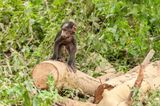 Lake Nakuru PB-117-studio_01.JPG