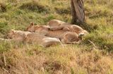 Lake Nakuru PB-34_01.JPG