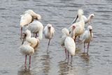 Lake Nakuru PB-53-studio_01.JPG