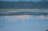 Lake Nakuru PB-65-studio_01.JPG