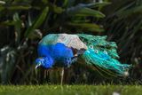 Aberdare NP-29.jpg