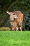 Aberdare NP-30.jpg