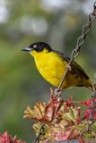 Aberdare NP-38.jpg