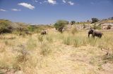 Shaba Buffalo Springs-21.jpg