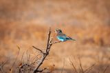 Shaba Buffalo Springs-56.jpg