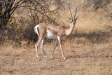 Shaba Buffalo Springs-58.jpg