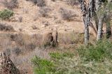 Shaba Buffalo Springs-62.jpg