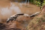 Shaba Buffalo Springs-70.jpg