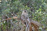 Shaba Buffalo Springs-75.jpg