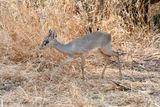 Shaba Buffalo Springs-77.jpg