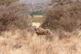 Shaba Buffalo Springs-79.jpg