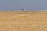 Amboseli-108.jpg