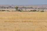 Amboseli-109.jpg