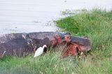 Amboseli-124.jpg