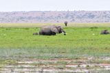 Amboseli-34.jpg