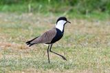 Amboseli-35.jpg