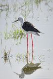 Amboseli-77.jpg