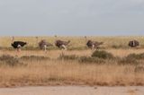 Amboseli-86.jpg
