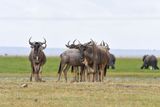 Amboseli-93.jpg