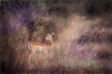 Serengeti Paint-1-studio.jpg
