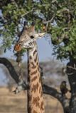 Serengeti -101.jpg