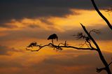 Serengeti -13.jpg