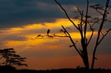 Serengeti -14.jpg