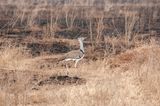 Serengeti -21.jpg