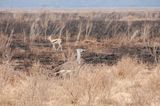 Serengeti -22.jpg