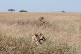 Serengeti -54.jpg