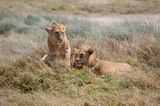Serengeti -56.jpg