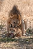 Serengeti -59-studio.jpg