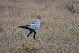 Serengeti -73.jpg