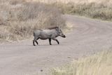 Serengeti -86.jpg