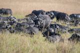 Masai Mara-14.jpg