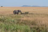 Masai Mara-15.jpg