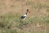 Masai Mara-16.jpg