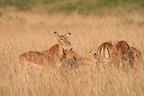 Masai Mara-24.jpg