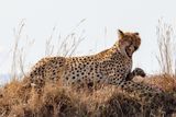 Masai Mara-39.jpg