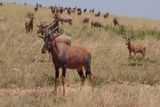 Masai Mara-41.jpg