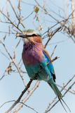 Masai Mara-53.jpg