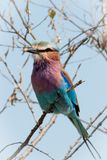 Masai Mara-53.jpg