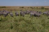 Masai Mara-54.jpg