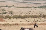 Masai Mara-56.jpg