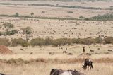 Masai Mara-56.jpg